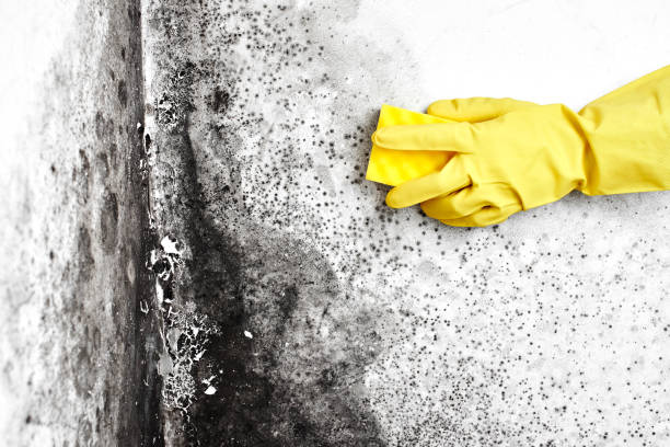 Mold Removal Process in Dasher, GA