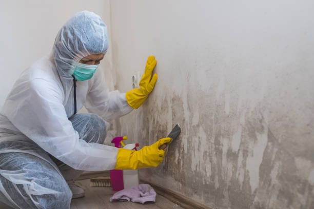 Best Emergency Mold Removal  in Dasher, GA