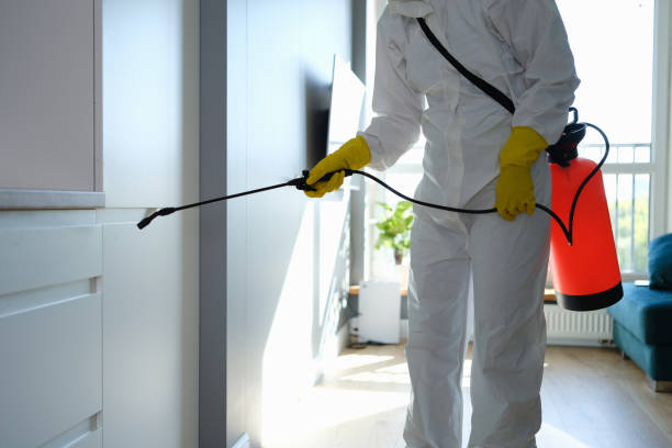 Best Same-Day Mold Removal  in Dasher, GA