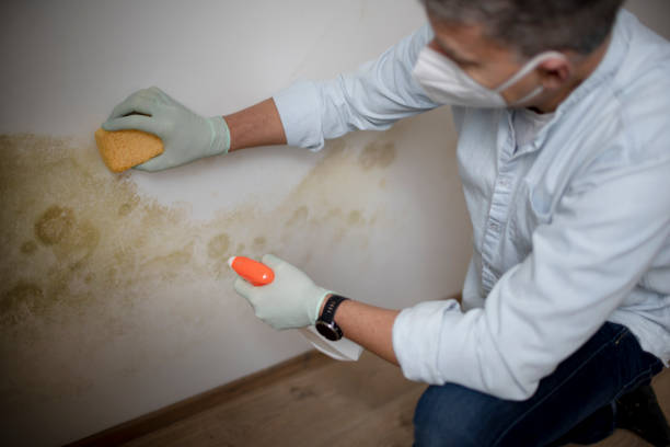Best Black Mold Removal  in Dasher, GA