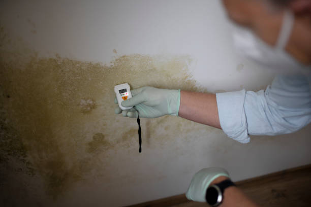 Best Best Mold Removal Companies  in Dasher, GA