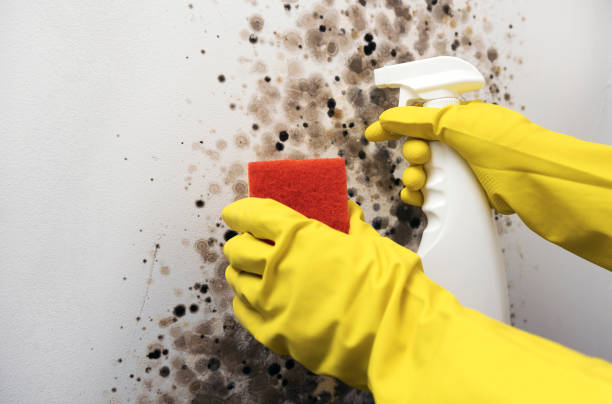 Best Mold Remediation  in Dasher, GA