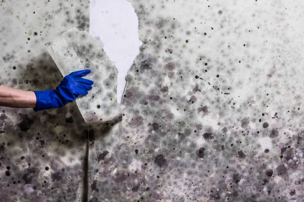 Best Mold Removal Company Near Me  in Dasher, GA